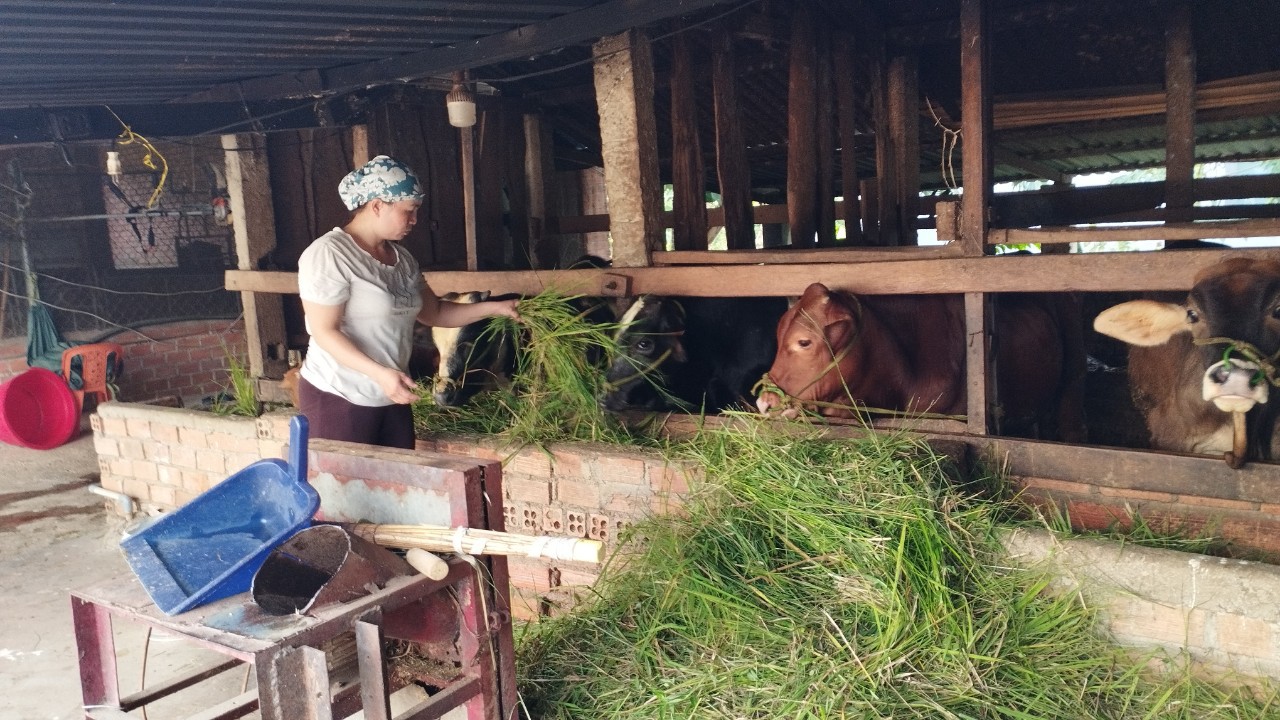 Hội viên phụ nữ thoát nghèo bền vững từ vốn vay Ngân hàng chính sách xã hội